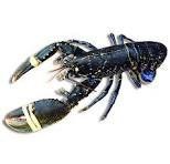 Bogavante azul