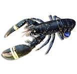 Bogavante azul