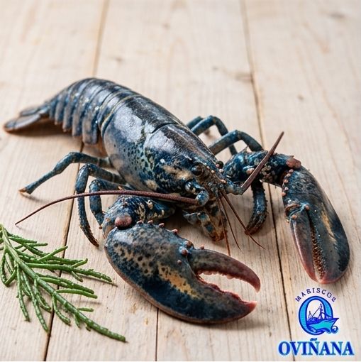 Bogavante azul
